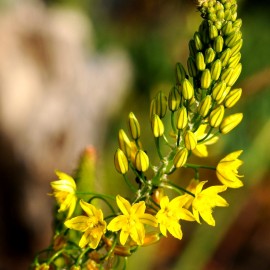 Bulbine Frutescens