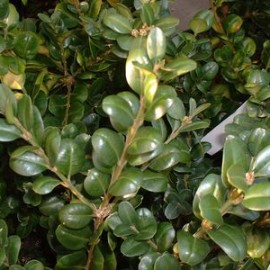 Buxus Macrophylla Rotundifolia – Buis