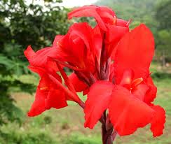 Canna Indica