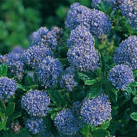 Ceanothus Skylark