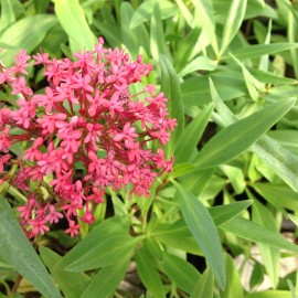 Centranthus Ruber Mauve – Valériane