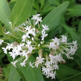 Centranthus Ruber Albus – Valériane