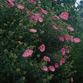 Cistus x Purpureus – Ciste rose