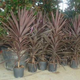 Cordyline Australis Purpurea – Dracaena rouge