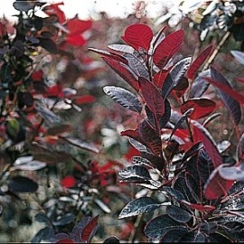 Cotinus Coggygria Royal purple – Arbres à perruques