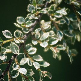 Cotoneaster Horizontalis Variegata