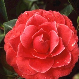 Camelia Japonica