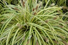 Carex Oshimensis Ever Gold