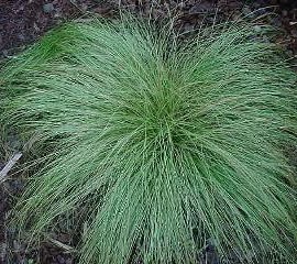 Carex comans Frosted Curl