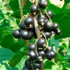 Ribes Nigrum – Cassis