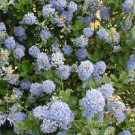 Ceanothus Thyrsiflorus Repens