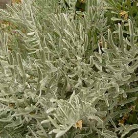 Centaurea Cineraria – Bleuets