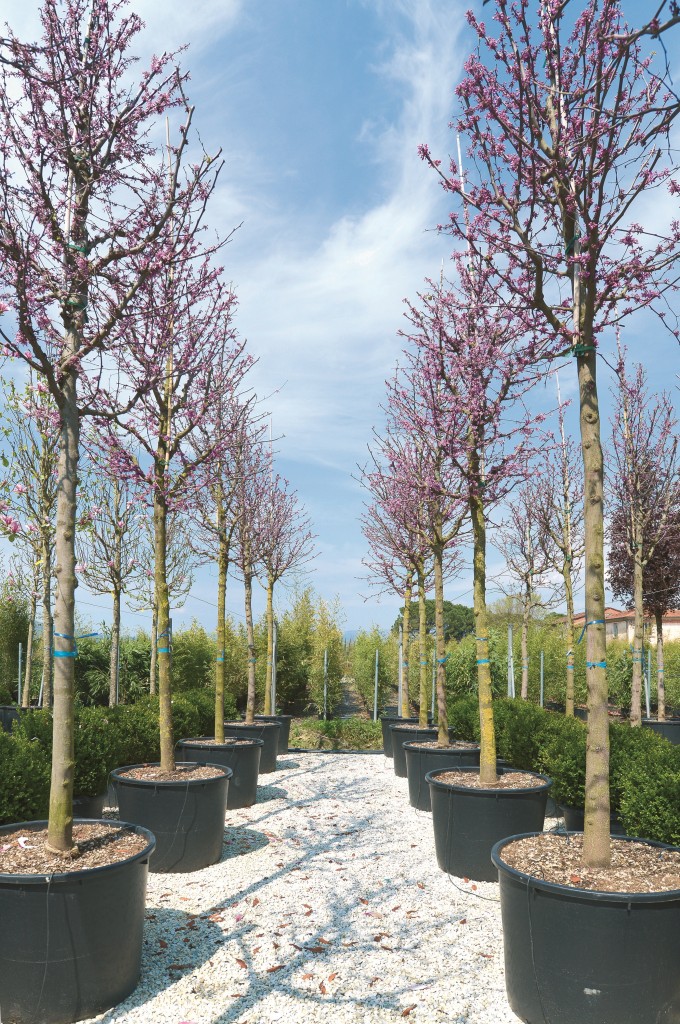 Cercis Siliquastrum Arbre De Jud e P pini res Ruiz cercis-siliquastrum-arbre-de-jud-e-p-pini-res-ruiz
