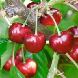 Prunus Avium Burlat – Cerisiers Burlat