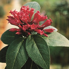 Cestrum