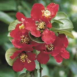 Chaenomeles x Superba Crimson & Gold – Cognassier du Japon