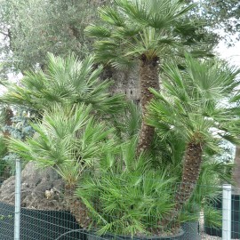 Chamaerops Humilis