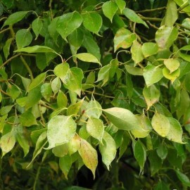 Cinnamomum Camphora – Camphrier