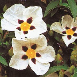 Cistus Monspeliensis – Ciste Montpellier blanc