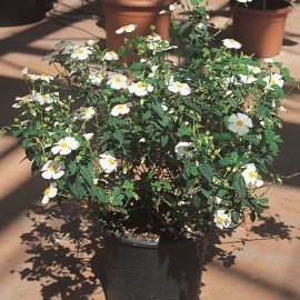 Cistus x Corbariensis – Ciste blanc