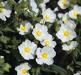 Cistus x Florentinus – Ciste blanc rose