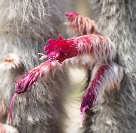 Cleistocactus Strausii