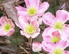 Clematis Montana Tetrarose – Clématite rose