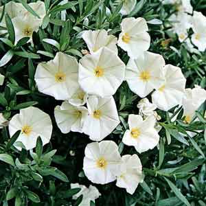 Convolvulus Cneorum – Liseron blanc