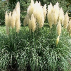 Cortaderia Sellowana – Herbe de pampas