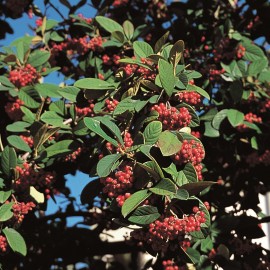 Cotoneaster Lacteus