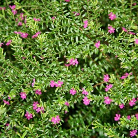 Cuphea Hyssopifolia Rosea – Fausse Bruyère