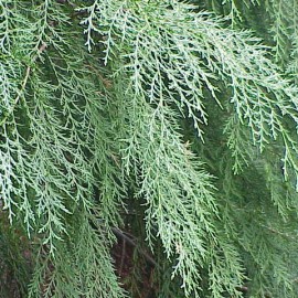 Cupressocyparis Leylandii – Cyprès de Leyland