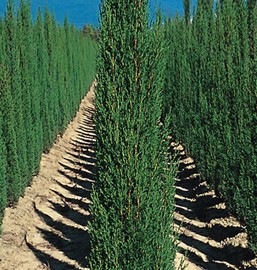 Cupressus Sempervirens Totem – Cyprès florentin totem