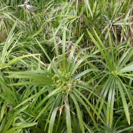 Cyperus Alternifolius – Papyrus