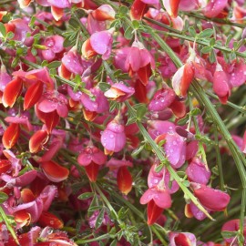 Cytisus Scoparius Killiney Red – Genêts hybrides