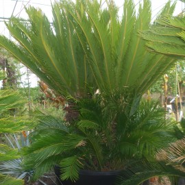 Cycas Revoluta