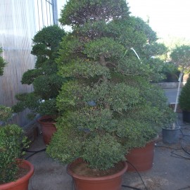 Ilex Crenata – bonzaî – houx bonzai