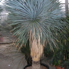 Yucca Rostrata