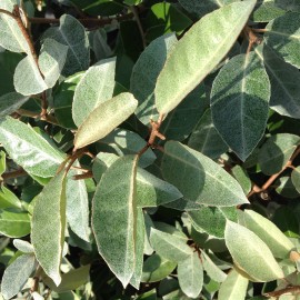 Elaeagnus Ebbingei