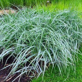 Elymus Arenarius