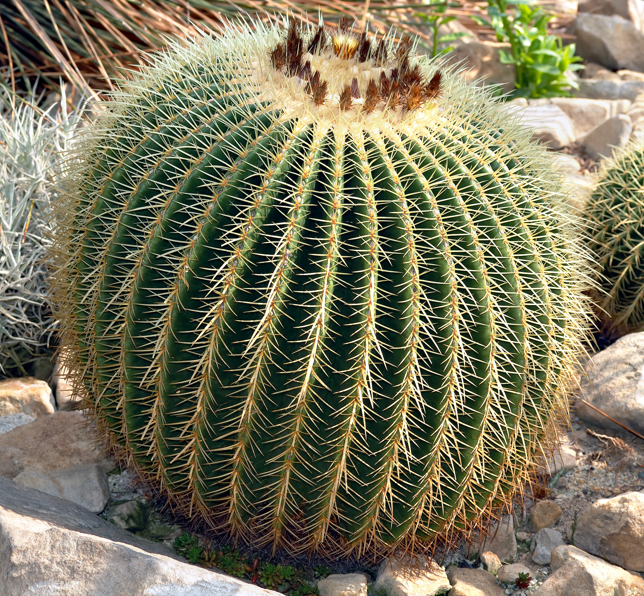 Echinocactus Grusonii – Coussin de belle mère