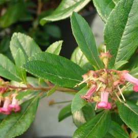 Escallonia  Organinsis