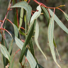 Eucalyptus Rostrata – Gommier rouge