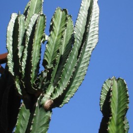 Euphorbia Ingens