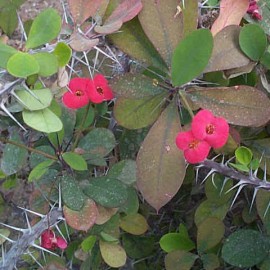 Euphorbia Milii – Couronne d’épine du Christ