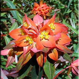 Euphorbia Griffithii Fire Glow