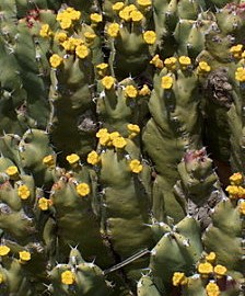 Euphorbia Resinifera – Euphorbe de l’Atlas