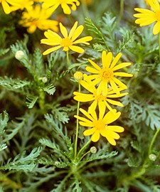 Euryops Pectinatus