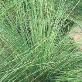 Festuca Amathystina