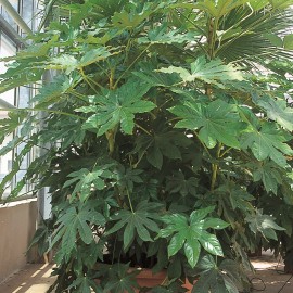 Fatsia Japonica